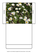 Umschlag-Lapbook-Gänseblümchen.pdf